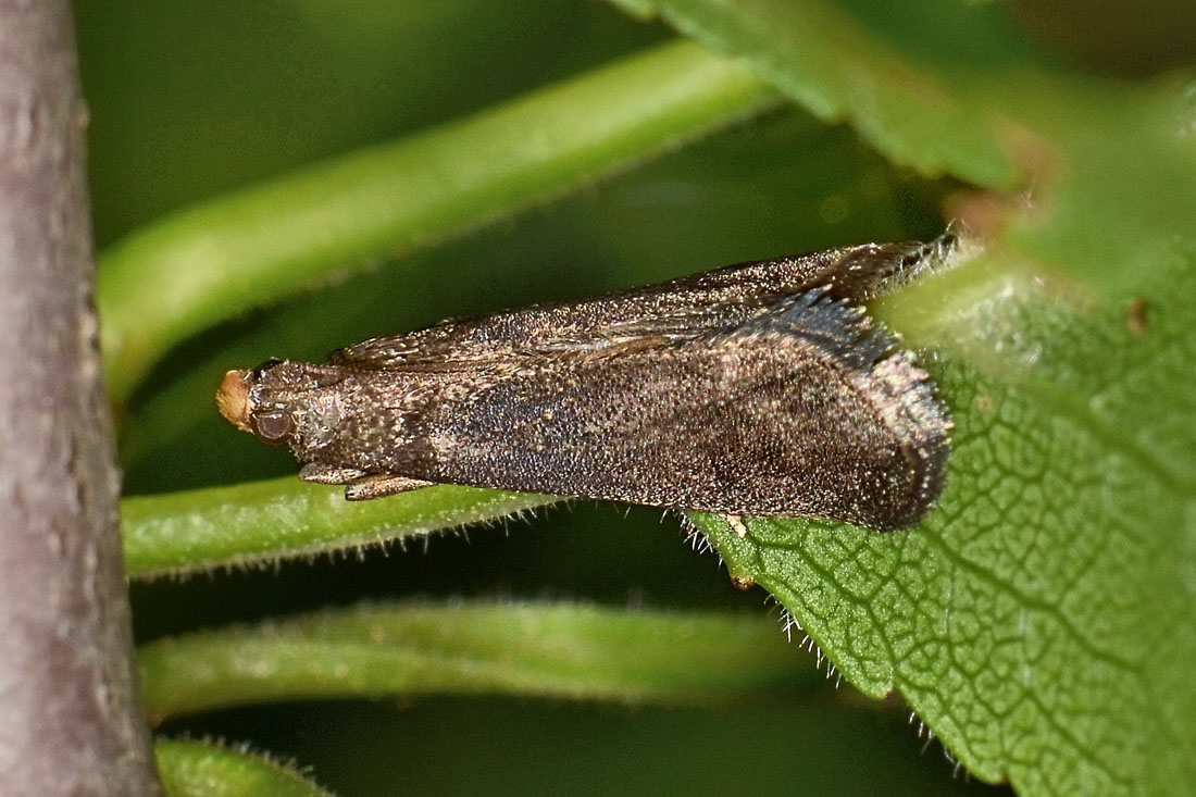 Lypusidae? No, Cfr. Tischeriidae